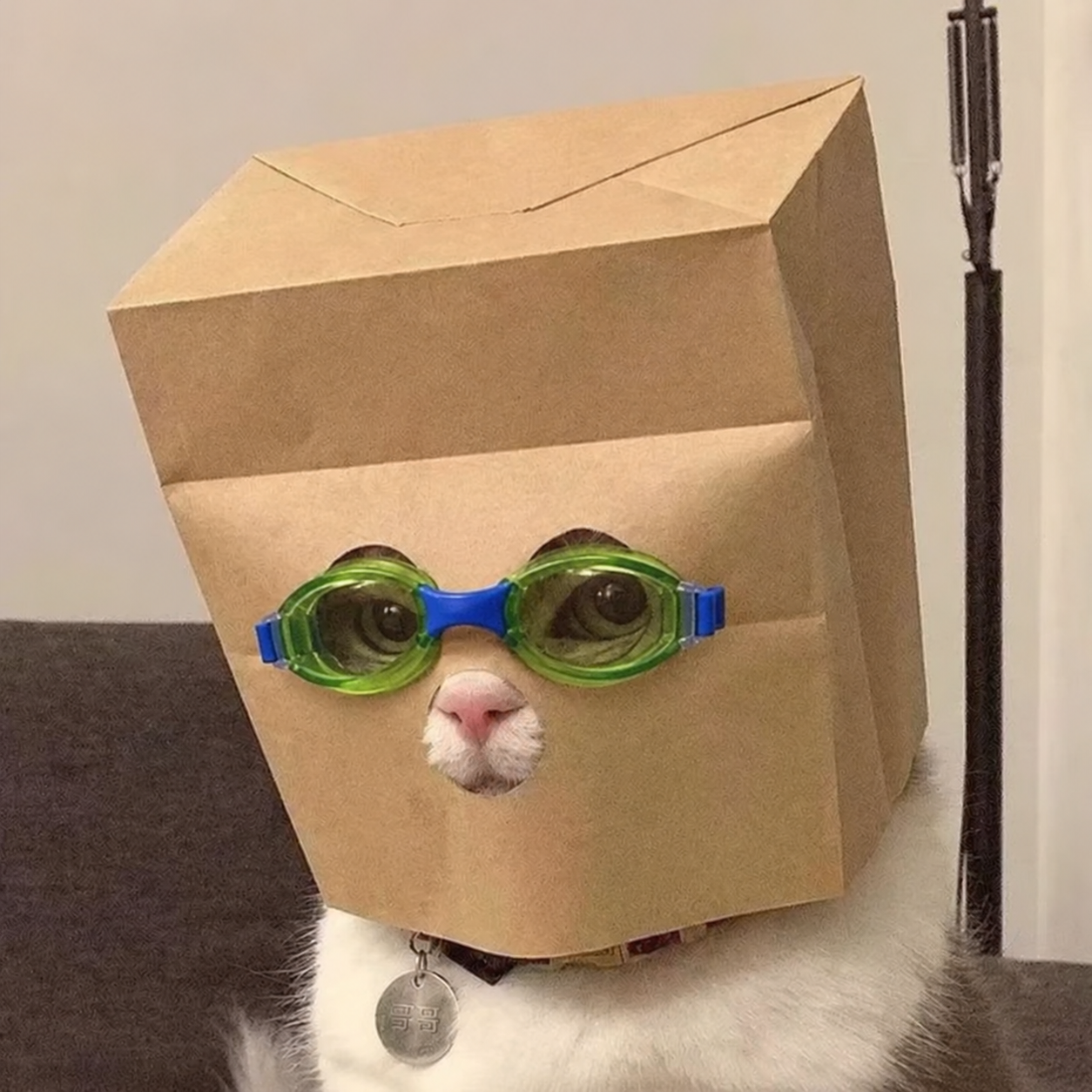 Anonymous NasCat wearing a paper bag and green-blue goggles